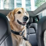 Pet Car Seatbelt Tether